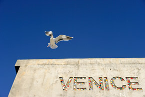 Venice Seagull