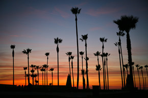 Venice Palms